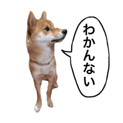 [LINEスタンプ] メイちゃんは女王様の画像（メイン）