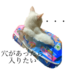 [LINEスタンプ] White cat choco