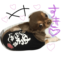 [LINEスタンプ] ぽこたくん