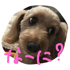 [LINEスタンプ] 愛犬城崎ナナ