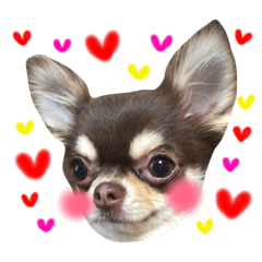 [LINEスタンプ] チワワのマロくん 2