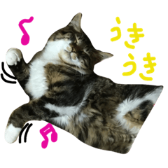 [LINEスタンプ] 我が家のニャンコスタンプ1