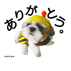 [LINEスタンプ] シーズーのふうたの日常生活3