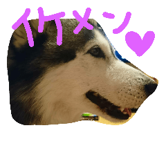 [LINEスタンプ] huskydock