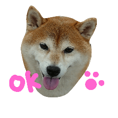 [LINEスタンプ] 柴犬 らん