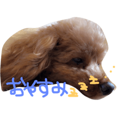 [LINEスタンプ] プードルのスタンプ(愛犬)