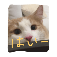 [LINEスタンプ] my pretty cats reo2
