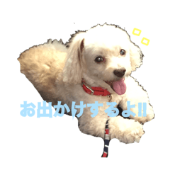 [LINEスタンプ] チワプーとトイプーのかわいいスタンプ♡