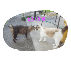 [LINEスタンプ] nicecats