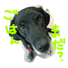 [LINEスタンプ] Y＆T sometimes P