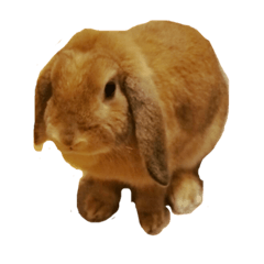 [LINEスタンプ] ホーランドロップ愛