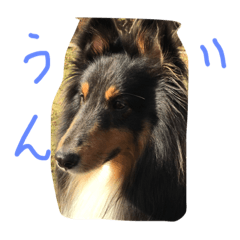 [LINEスタンプ] Sheltie 3