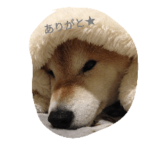 [LINEスタンプ] every day WANKO