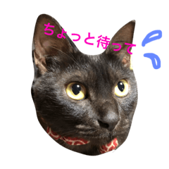 [LINEスタンプ] きにゃる2