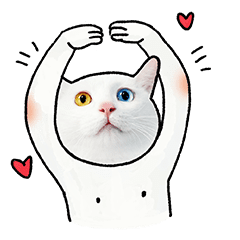 [LINEスタンプ] DINGDANG is not a catの画像（メイン）