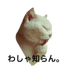 [LINEスタンプ] もっちゃんすたんぷ