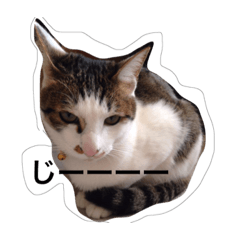 [LINEスタンプ] utinonyankotati
