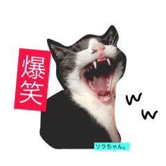 [LINEスタンプ] 愛猫ソラちゃんとレンちゃんスタンプ
