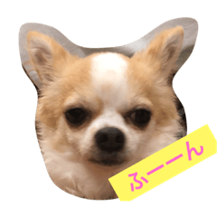 [LINEスタンプ] 噛みつきチワワンブランPart2