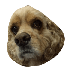 [LINEスタンプ] my baby boy cocker2