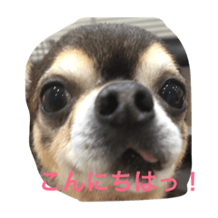 [LINEスタンプ] 可愛いわんこ