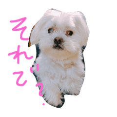 [LINEスタンプ] 井上家のましゅ