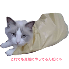 [LINEスタンプ] ラグドールとエジプシャンマウのスタンプ