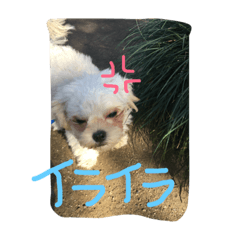 [LINEスタンプ] 犬のポッキーくん