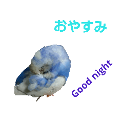 [LINEスタンプ] セキセイインコの夜のあいさつ