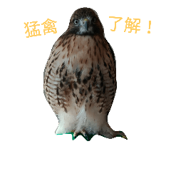 [LINEスタンプ] 猛禽
