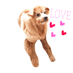 [LINEスタンプ] タイニープードル 〜ウィル〜 英語ver.
