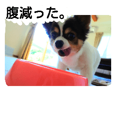 [LINEスタンプ] チワワのミルクスタンプ