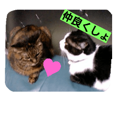 [LINEスタンプ] nakayoshi-neko