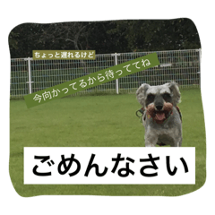 [LINEスタンプ] ミニチュアシュナウザーかりんさくら♡