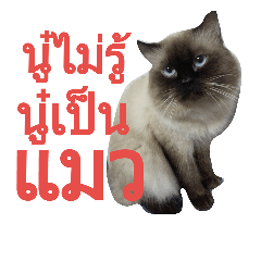 [LINEスタンプ] KuKoo
