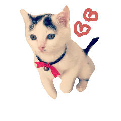 [LINEスタンプ] まゆげなもち猫