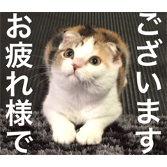 [LINEスタンプ] スコティッシュフォールドのシェルちゃん。
