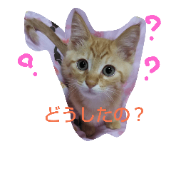 [LINEスタンプ] ねこですが、にゃにか？？