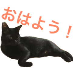 [LINEスタンプ] 黒猫大好きスタンプ
