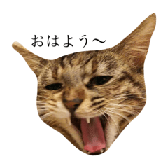[LINEスタンプ] Love Tora