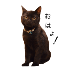 [LINEスタンプ] まいにちねこちゃん