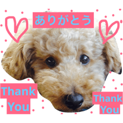 [LINEスタンプ] トイプードルのモコ様★