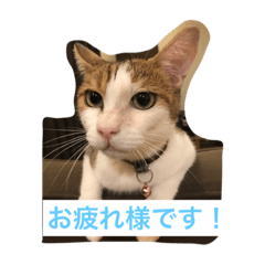 [LINEスタンプ] 猫のたまご