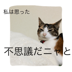 [LINEスタンプ] 猫のきのちゃんスタンプ