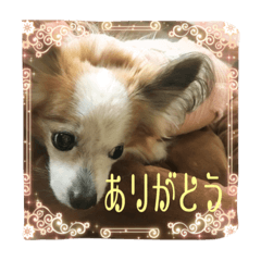 [LINEスタンプ] パピヨン ムギとアン2