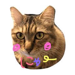 [LINEスタンプ] ねこのみぽ