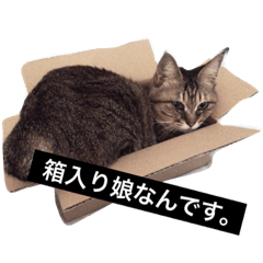 [LINEスタンプ] ねこのみゅーちゃん