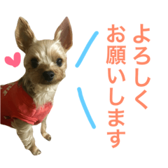 [LINEスタンプ] 我が家のももちゃん