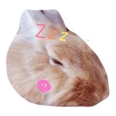 [LINEスタンプ] うさぎのりっちゃん with ねこのみぽ