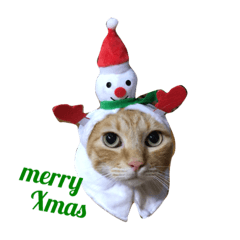 [LINEスタンプ] うちの猫 猫